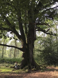 Beech tree